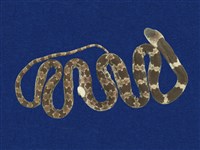 藏品(白梅花蛇)的圖片